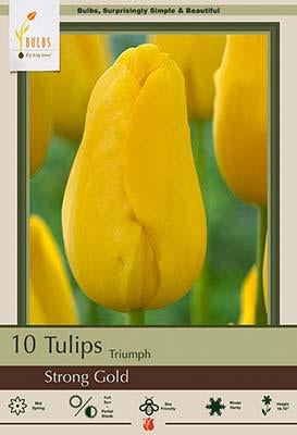 Tulip Strong Gold