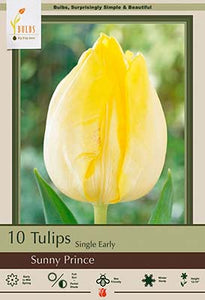 Tulip Sunny Prince