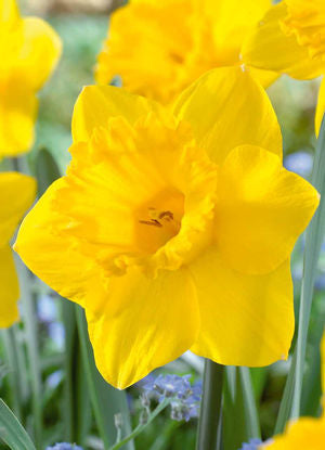 Narcissus 'Yellow Daffodil'