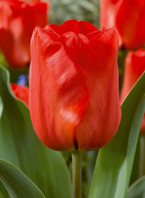 Tulip 'Red'