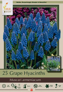 Muscari Grape Hyacinths