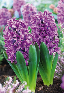 Hyacinth 'Purple'