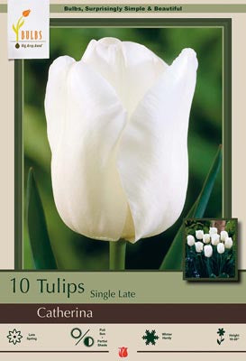 Tulip Catherina