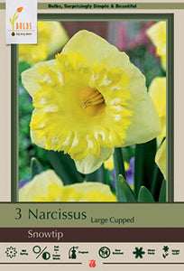 Narcissus Snowtip