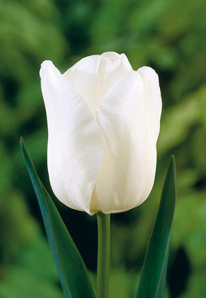 Tulip Catherina