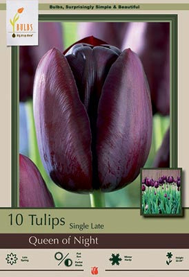 Tulip Queen of the Night