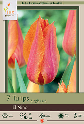 Tulip El Nino