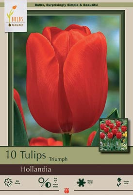 Tulip Hollandia