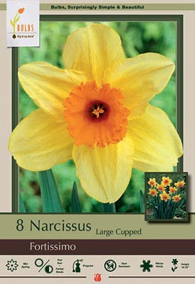 Narcissus Fortissimo