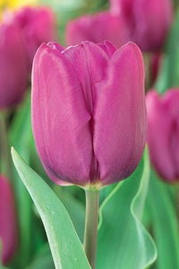 Tulip 'Purple'
