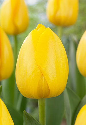 Tulip 'Yellow'