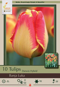 Tulip Banja Luka