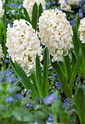 Hyacinth 'White'