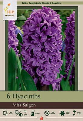 Hyacinth Miss Saigon