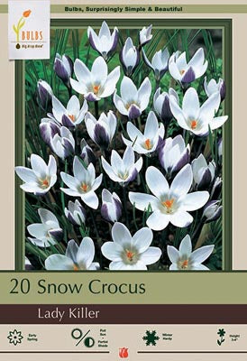 Crocus Lady Killer