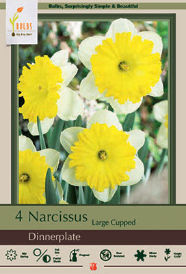 Narcissus Dinnerplate