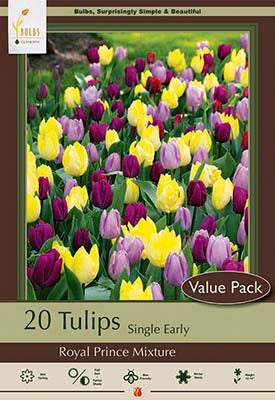 Tulip Royal Prince Mixture