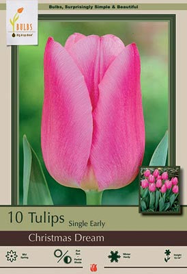 Tulip Christmas Dream