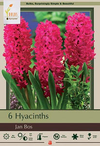 Hyacinth Jan Bos
