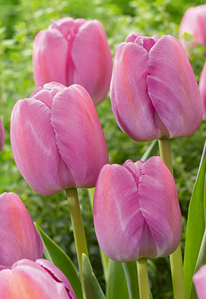 Tulip Purple Pride