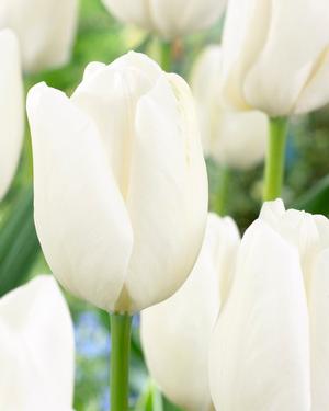 Tulip 'White'