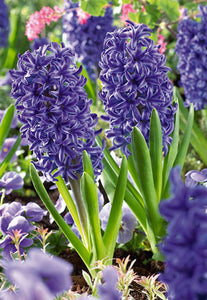 Hyacinth 'Blue'