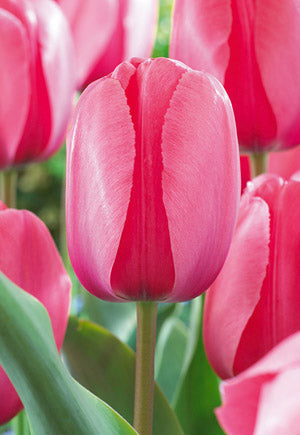 Tulip 'Pink'