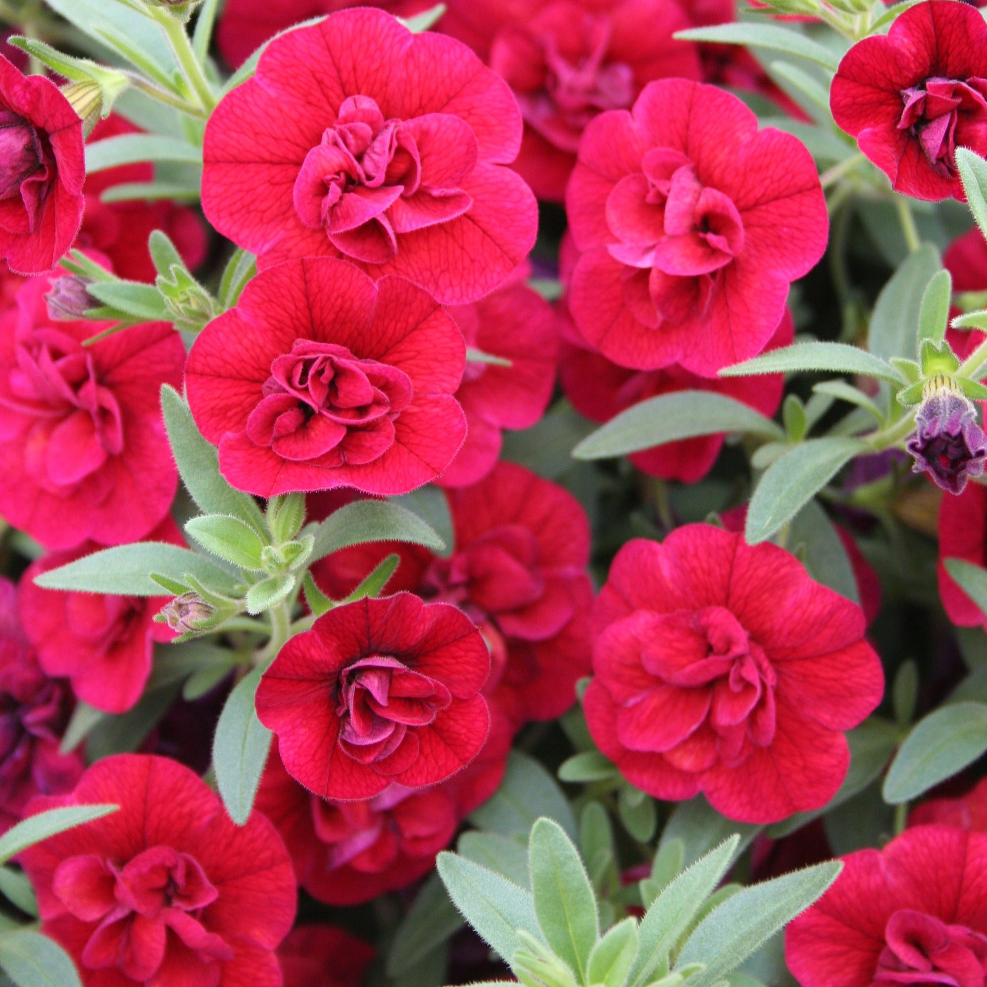 Calibrachoa Superbells Double Ruby