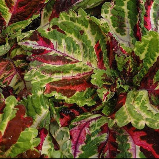 Coleus Kong Mosaic