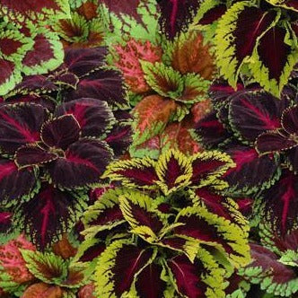 Coleus Kong Mosaic Mix