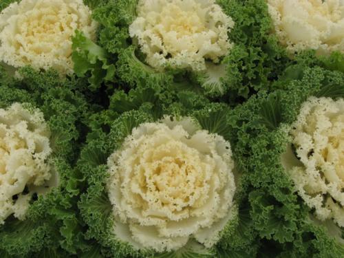 Kale (Ornamental) 'Nagoya White'