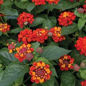 Lantana Hot Blooded