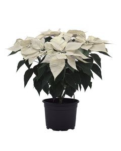 Poinsettia - Alpine White