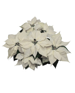 Poinsettia - Alpine White