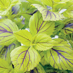 Coleus Stained Glassworks Gay's Delight