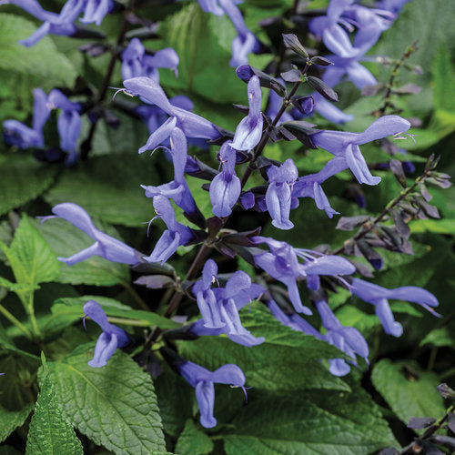 Salvia Rockin Blue Suede Shoes