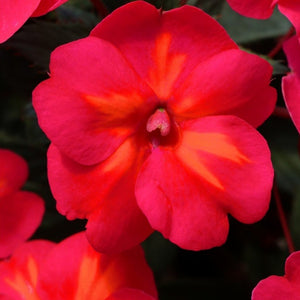 IMPATIENS NEW GUINEA SUNSTANDING Helios Magenta Borealis