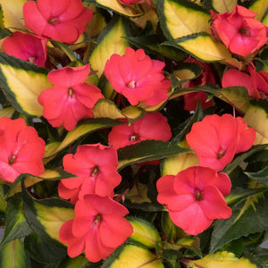 IMPATIENS NEW GUINEA SUNSTANDING Jazzy Coral