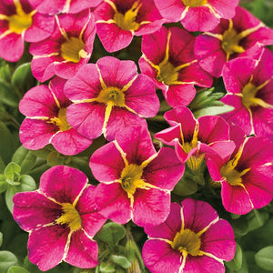 Calibrachoa Superbells Cherry Star