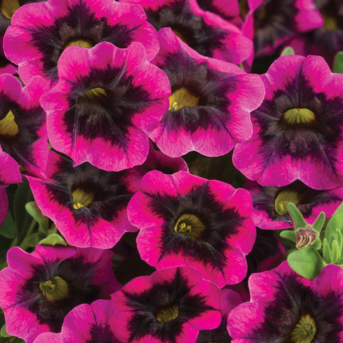 Calibrachoa Superbells Blackcurrant Punch