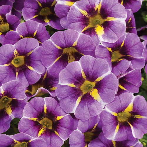 Calibrachoa Superbells Evening Star