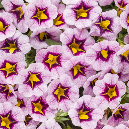 Calibrachoa Superbells Morning Star