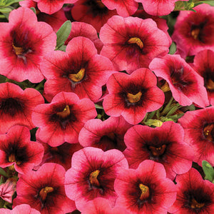 Calibrachoa Superbells Watermelon Punch