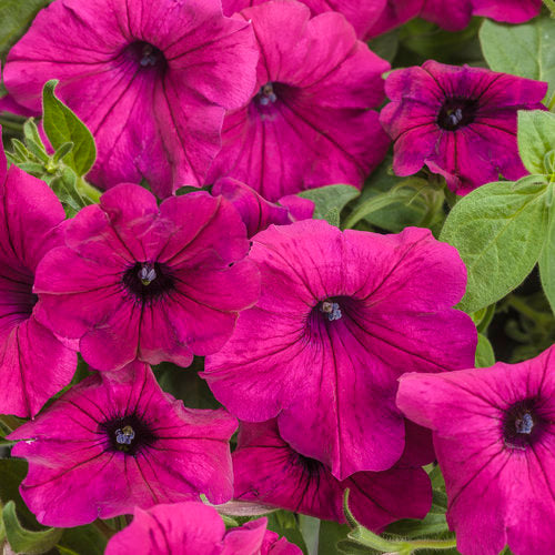 Petunia Supertunia Royal Magenta