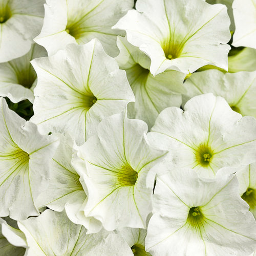 Petunia Supertunia White