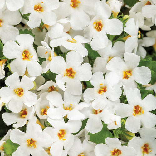 Sutera Bacopa Snowstorm Snow Globe